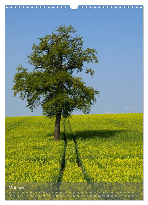 Fest verwurzelt - Faszinierende Bäume im Wandel der Jahreszeit (CALVENDO Wandkalender 2024)