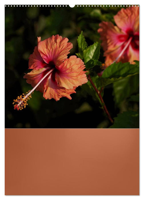 Delicate beauties - fine hibiscus flowers (CALVENDO Premium Wall Calendar 2024) 
