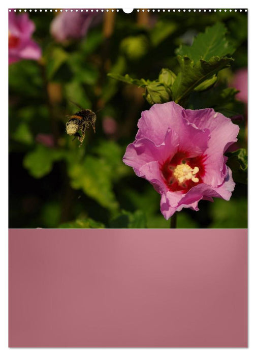 Zarte Schönheiten - Feine Hibiskusblüten (CALVENDO Premium Wandkalender 2024)