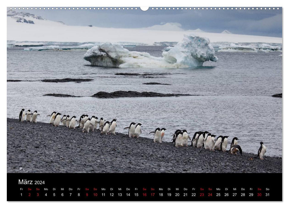 Pinguine - sympathische Frackträger im eisigen Süden (CALVENDO Wandkalender 2024)