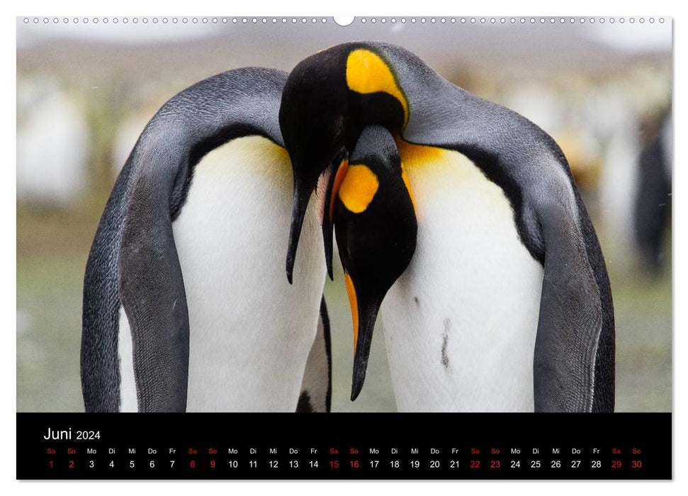 Pingouins - des gens sympathiques portant des fracs dans le sud glacial (calendrier mural CALVENDO 2024) 