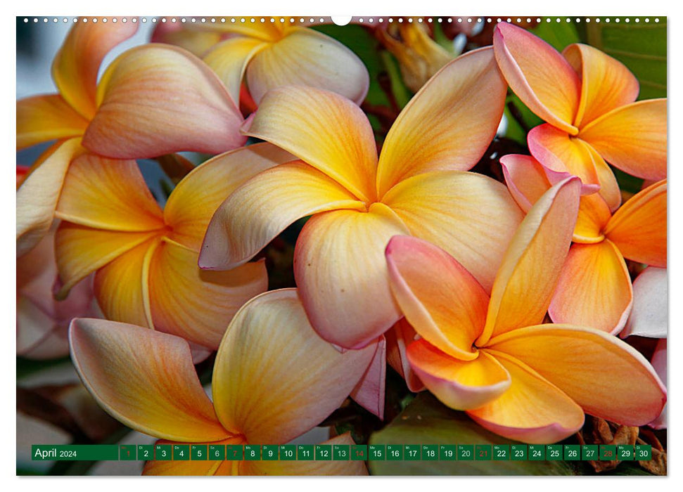 Madeira's floral splendor (CALVENDO wall calendar 2024) 