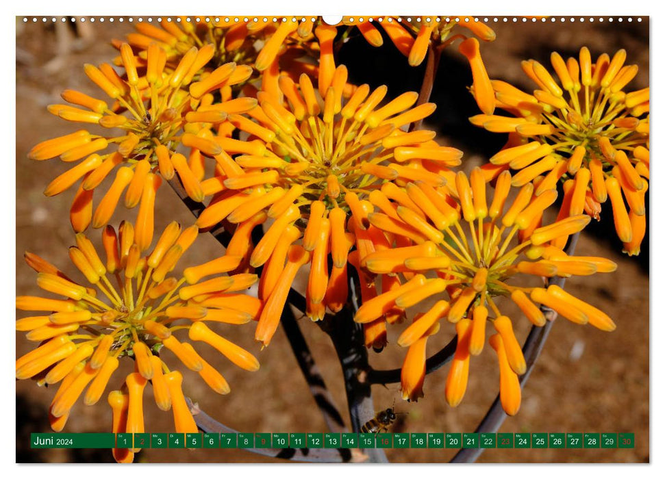 Madeiras Blütenpracht (CALVENDO Wandkalender 2024)