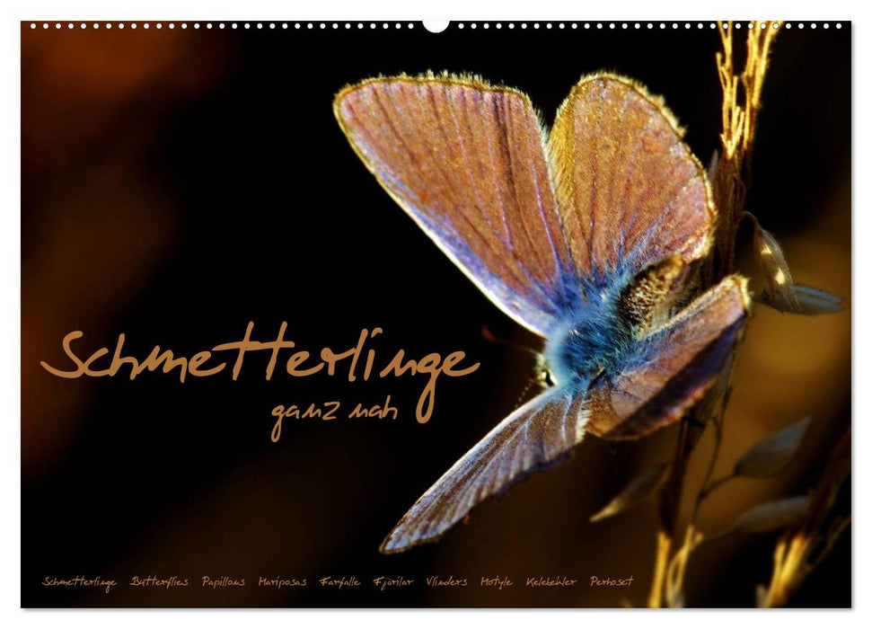 Schmetterlinge ganz nah (CALVENDO Wandkalender 2024)
