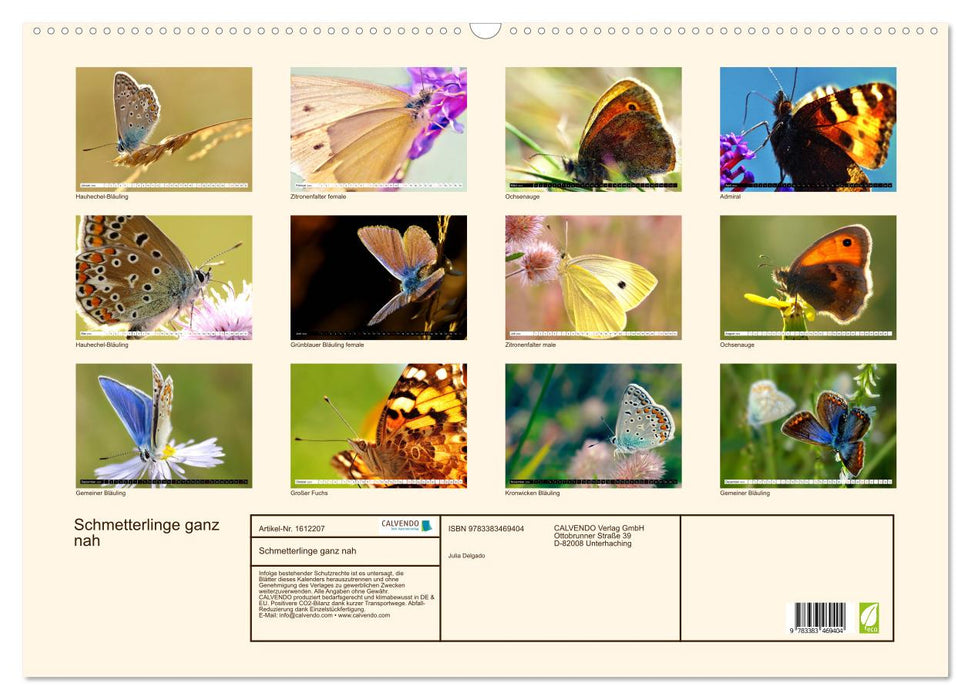 Butterflies up close (CALVENDO wall calendar 2024) 