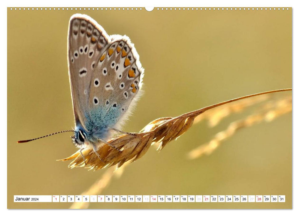 Butterflies up close (CALVENDO wall calendar 2024) 