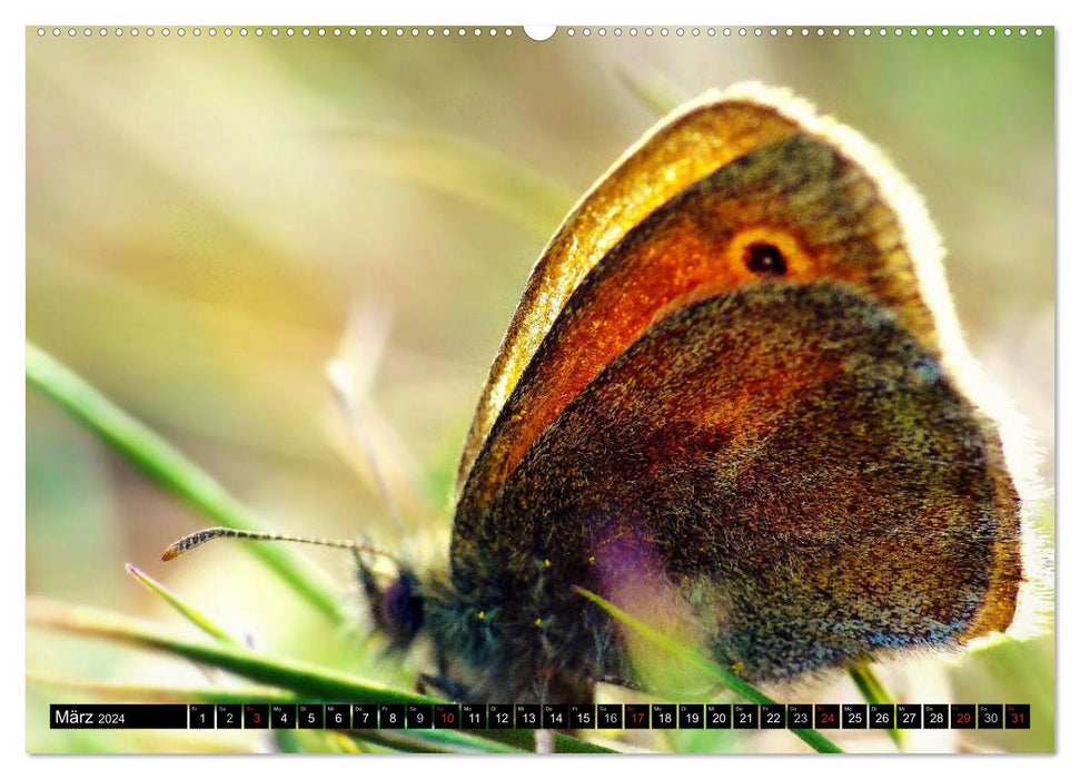 Butterflies up close (CALVENDO wall calendar 2024) 