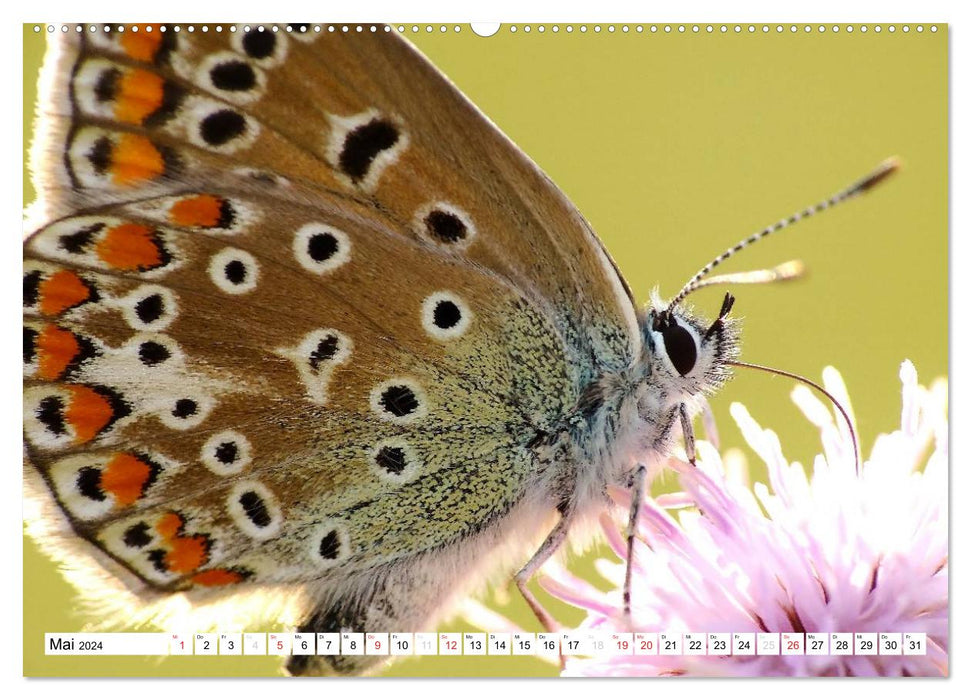 Papillons de près (Calendrier mural CALVENDO 2024) 