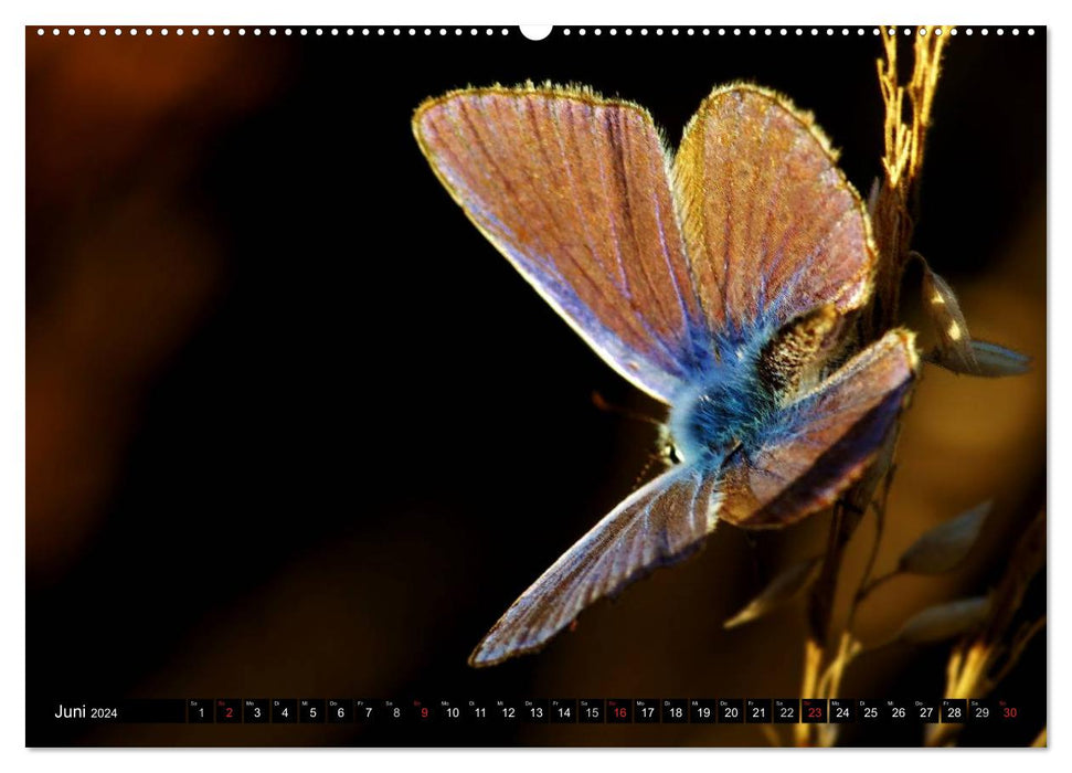 Papillons de près (Calendrier mural CALVENDO 2024) 