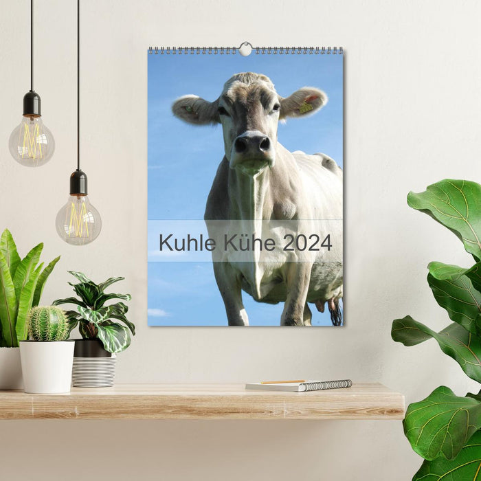 Kuhle Kühe 2024 (CALVENDO Wandkalender 2024)