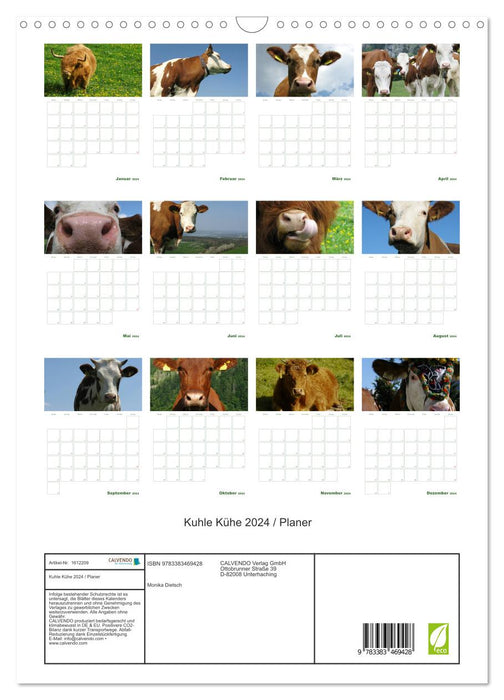 Cool cows 2024 (CALVENDO wall calendar 2024) 