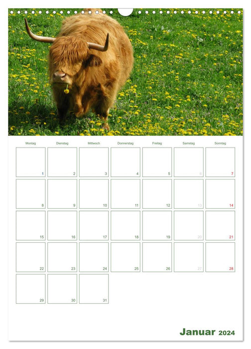 Cool cows 2024 (CALVENDO wall calendar 2024) 