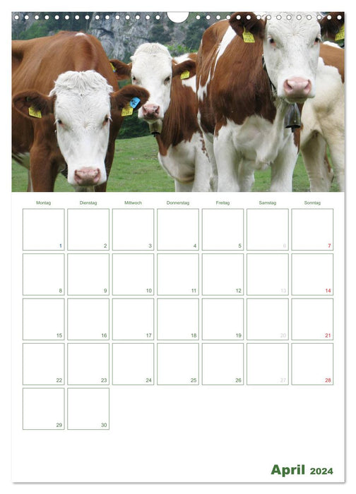 Cool cows 2024 (CALVENDO wall calendar 2024) 