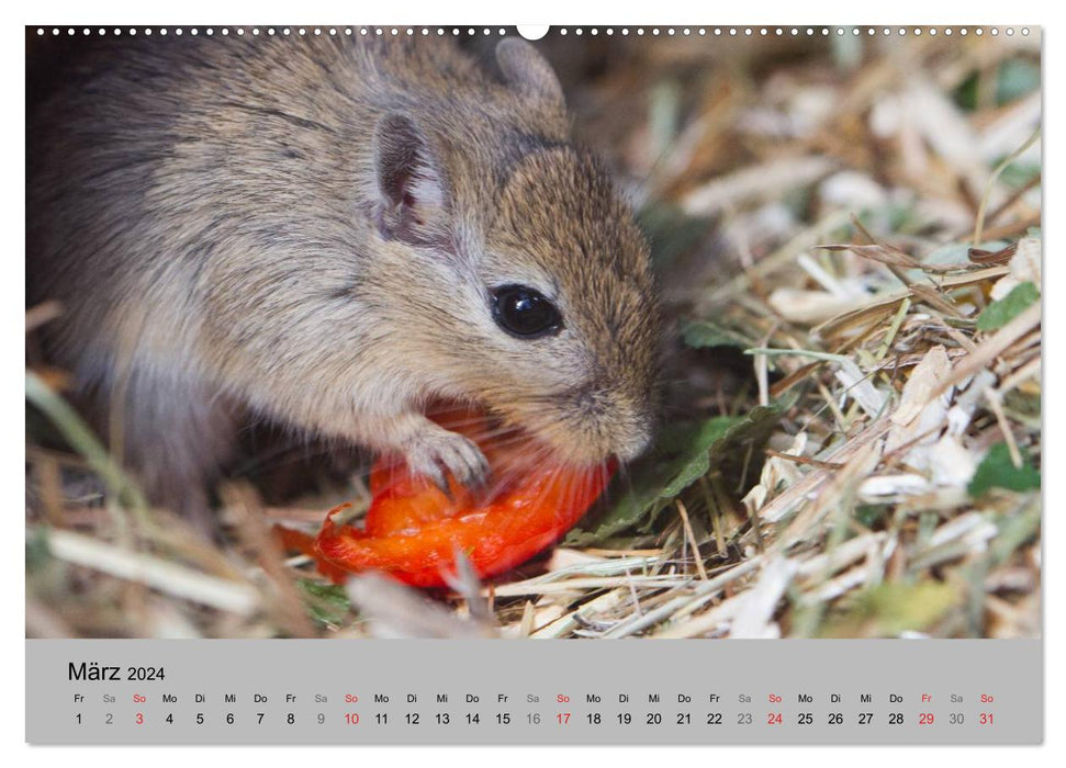 Mouse Gang (CALVENDO Premium Wall Calendar 2024) 