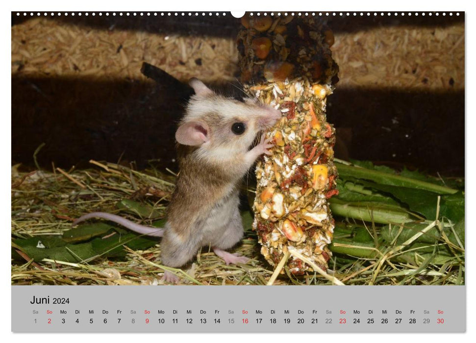 Mouse Gang (Calendrier mural CALVENDO Premium 2024) 