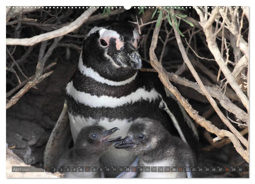 Penguins in Patagonia (CALVENDO Premium Wall Calendar 2024) 