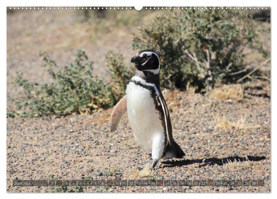 Pinguine in Patagonien (CALVENDO Premium Wandkalender 2024)