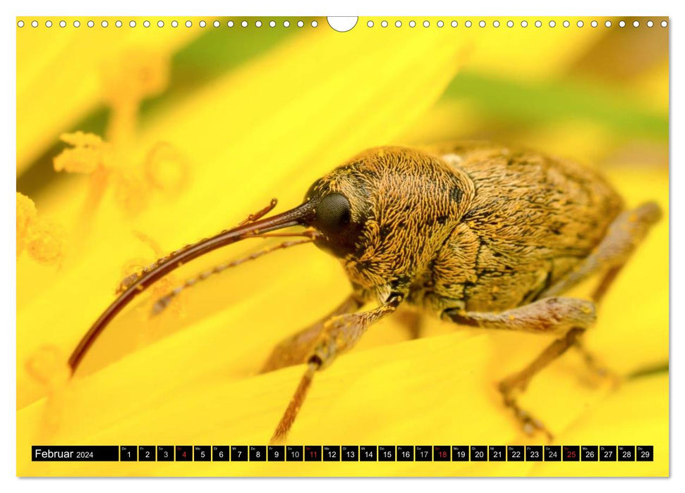 Small creatures – macro shots of native insects (CALVENDO wall calendar 2024) 