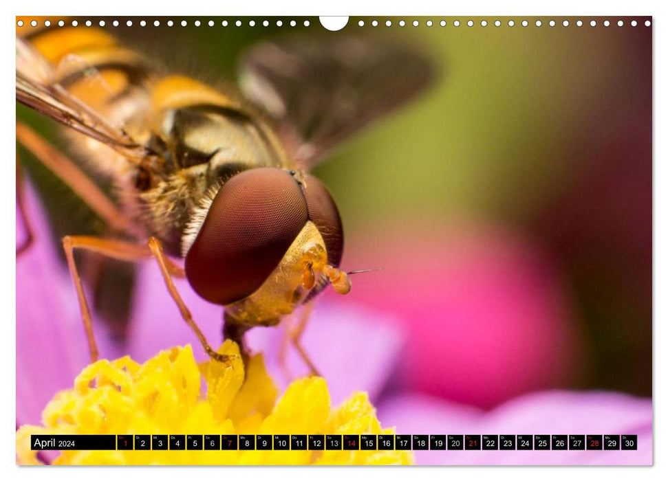 Small creatures – macro shots of native insects (CALVENDO wall calendar 2024) 