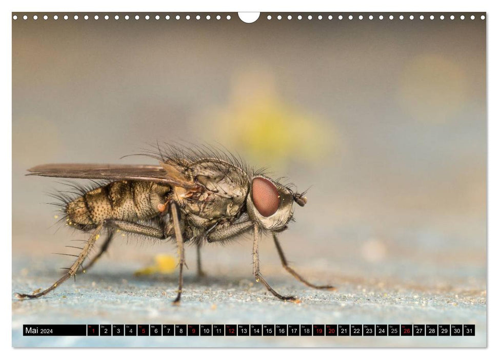 Kleine Wesen – Makroaufnahmen von einheimischen Insekten (CALVENDO Wandkalender 2024)