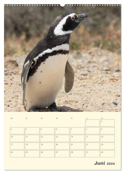 With penguins through the year (CALVENDO Premium Wall Calendar 2024) 