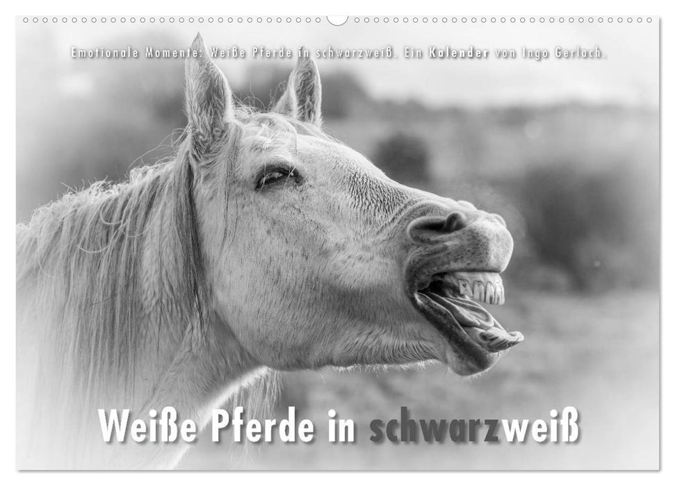 Emotional moments: White horses in black and white. (CALVENDO wall calendar 2024) 