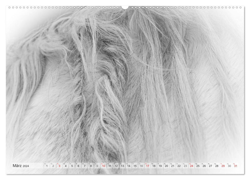 Emotional moments: White horses in black and white. (CALVENDO wall calendar 2024) 