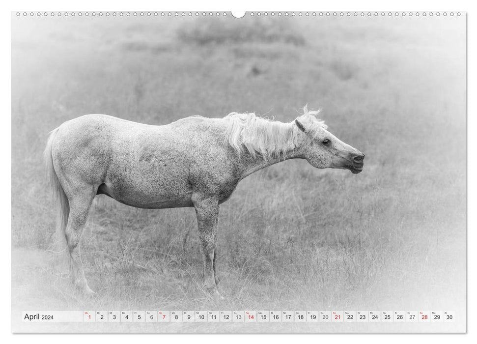 Emotional moments: White horses in black and white. (CALVENDO wall calendar 2024) 