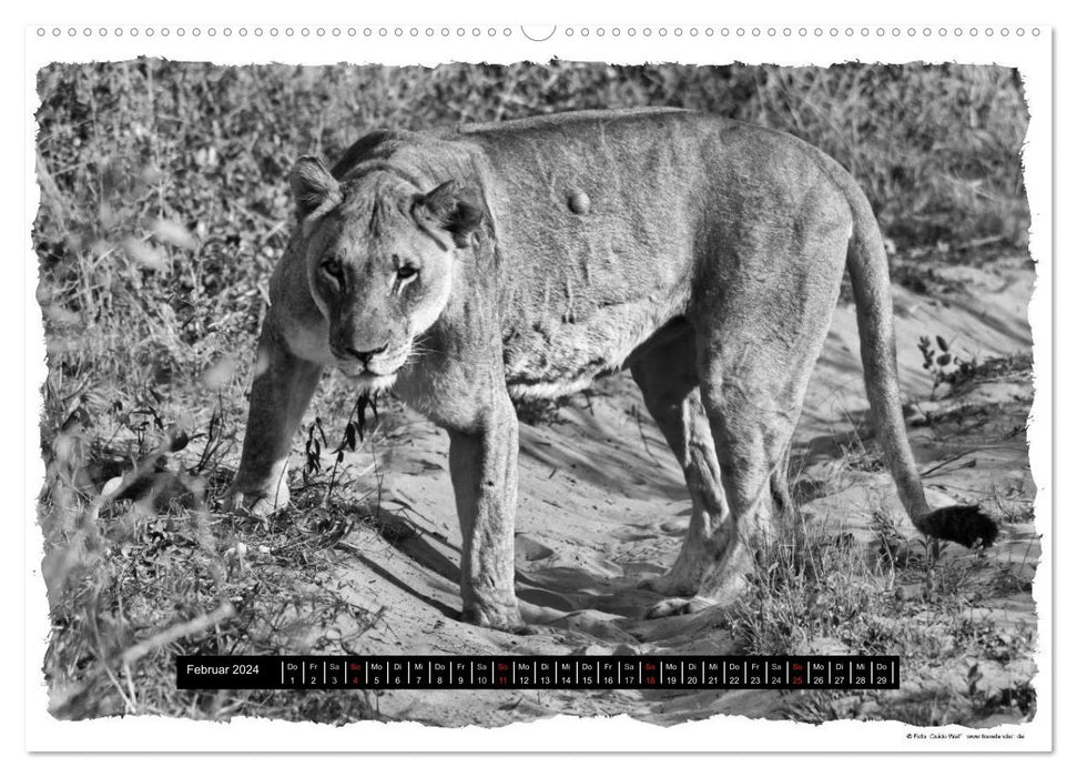 Wilderness South Africa (CALVENDO Premium Wall Calendar 2024) 