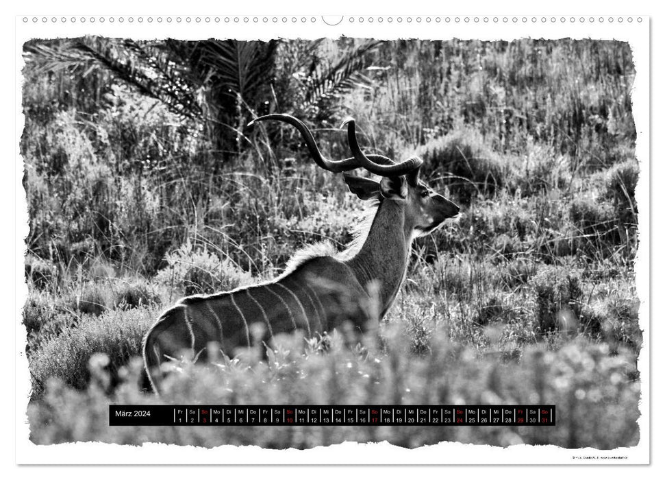 Wilderness South Africa (CALVENDO Premium Wall Calendar 2024) 