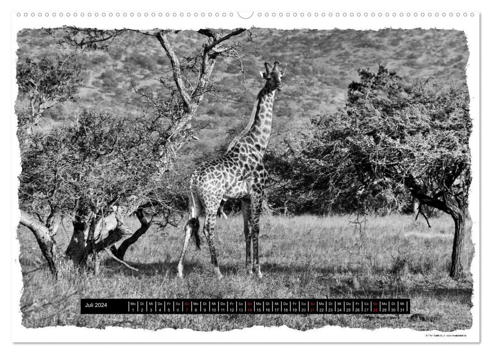 Wilderness South Africa (CALVENDO Premium Wall Calendar 2024) 