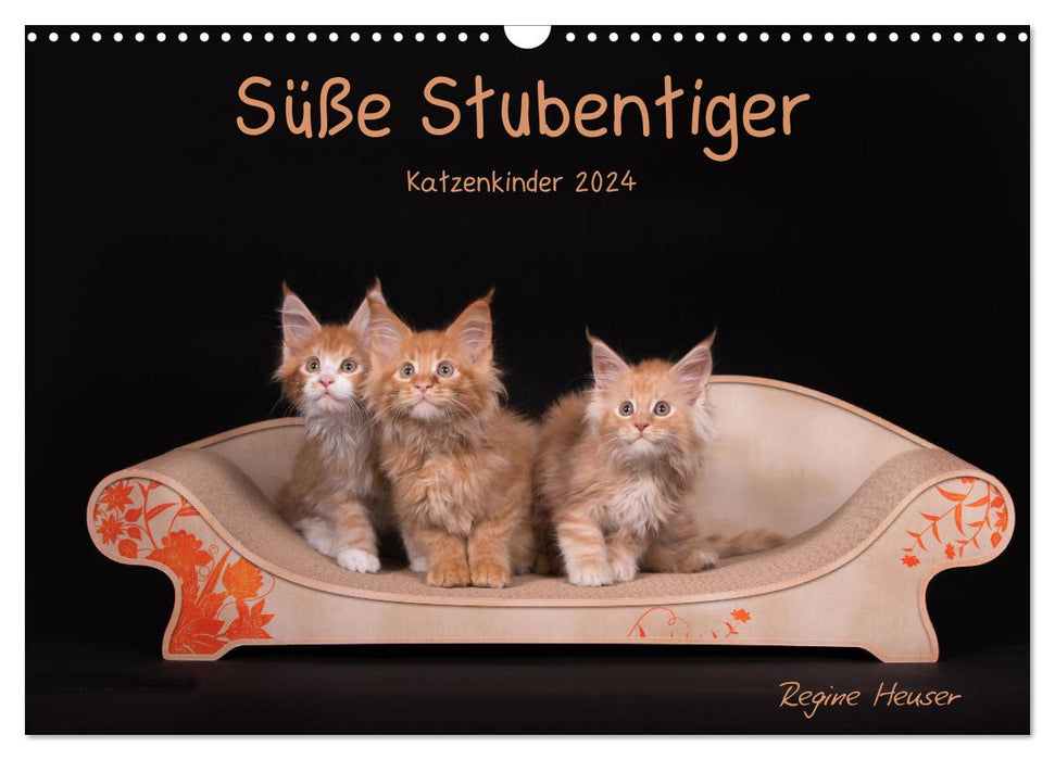 Cute house tigers - kittens (CALVENDO wall calendar 2024) 