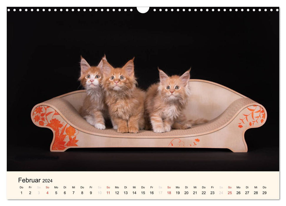 Cute house tigers - kittens (CALVENDO wall calendar 2024) 