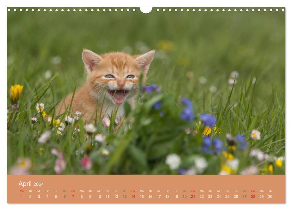 Süße Stubentiger - Katzenkinder (CALVENDO Wandkalender 2024)