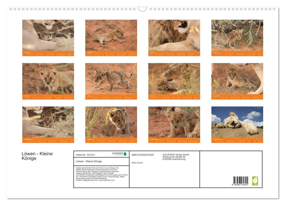 Lions - Little Kings (CALVENDO wall calendar 2024) 