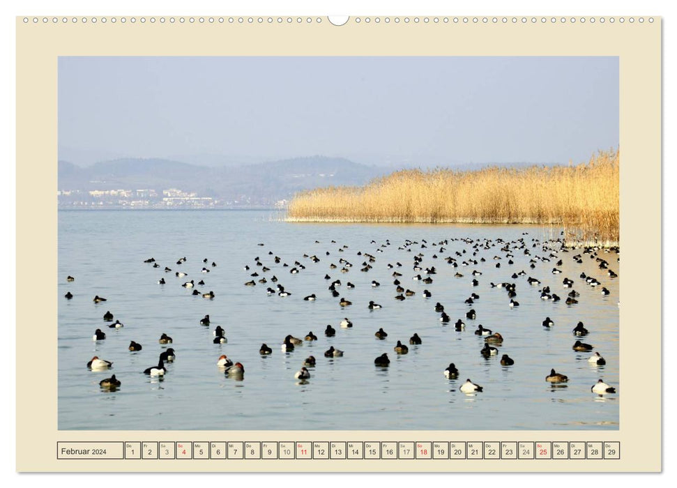 Impressions of beautiful Lake Constance (CALVENDO Premium Wall Calendar 2024) 