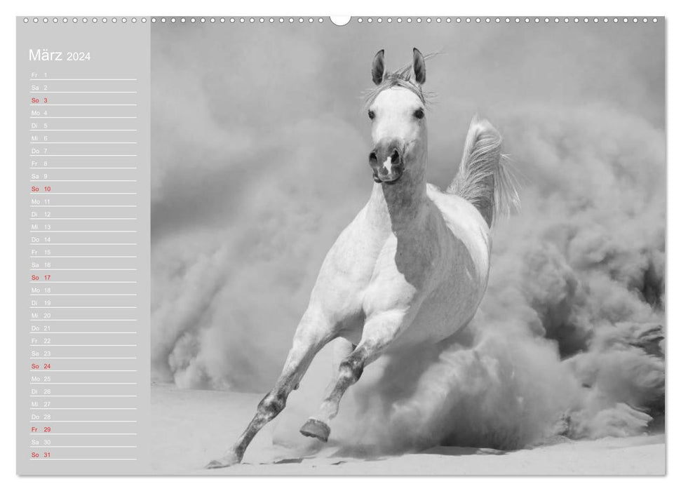 Arabische Pferde (CALVENDO Premium Wandkalender 2024)