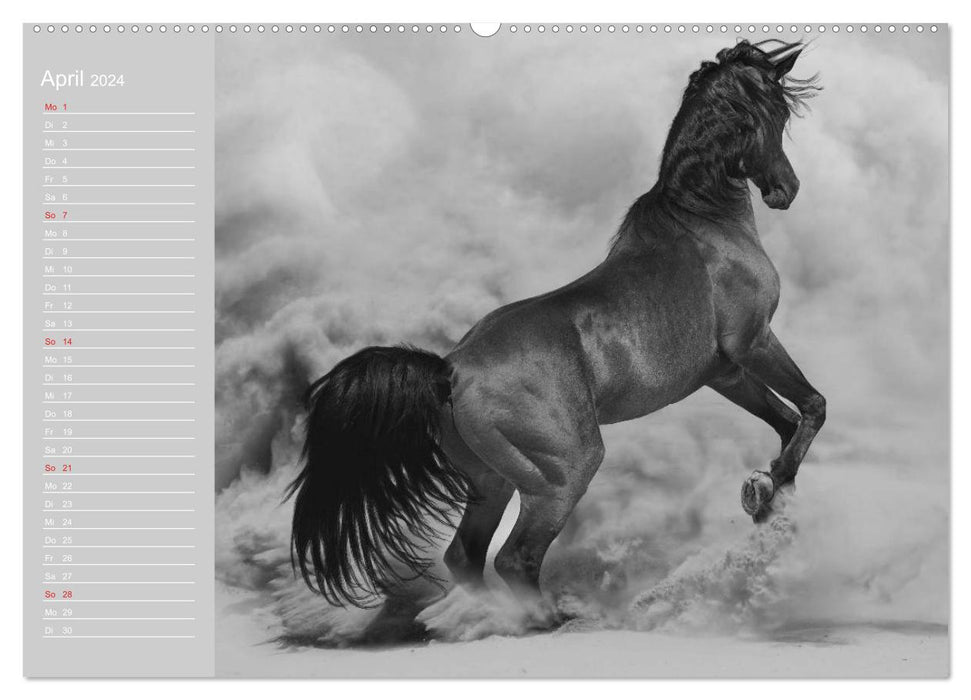 Arabische Pferde (CALVENDO Premium Wandkalender 2024)