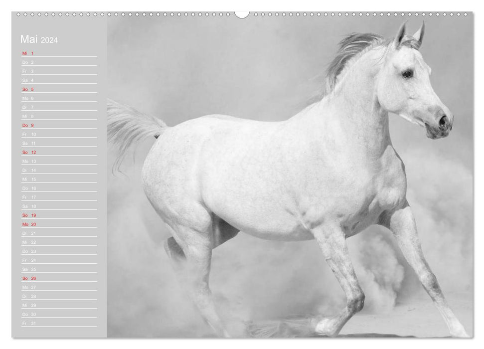 Arabian Horses (CALVENDO Premium Wall Calendar 2024) 