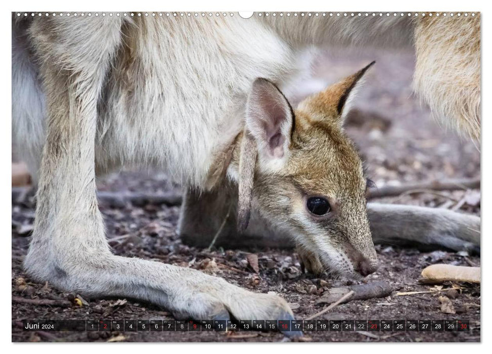 Australia animal good 2024 (CALVENDO Premium Wall Calendar 2024) 