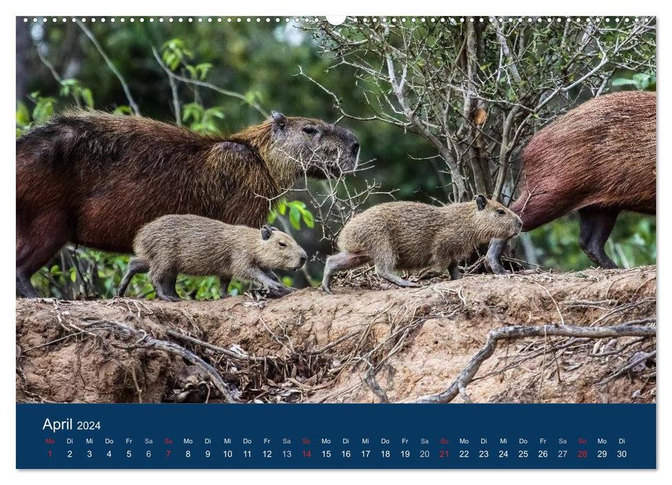 Brazil animal good 2024 (CALVENDO Premium Wall Calendar 2024) 