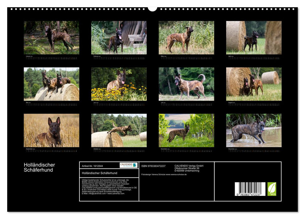 Dutch Shepherd Dog (CALVENDO Premium Wall Calendar 2024) 