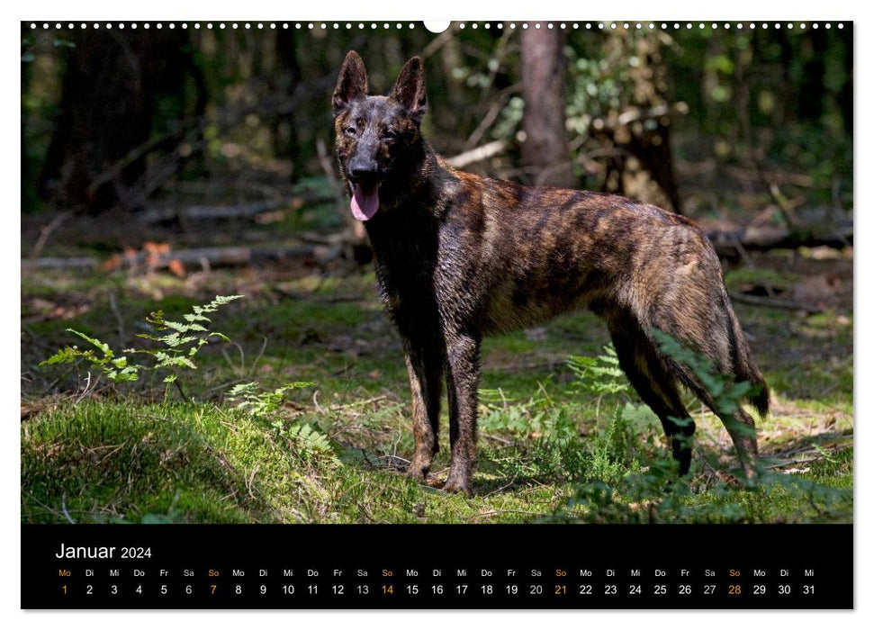 Dutch Shepherd Dog (CALVENDO Premium Wall Calendar 2024) 