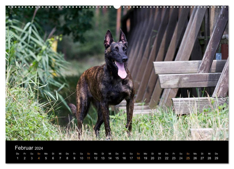 Chien de berger néerlandais (Calvendo Premium Calendrier mural 2024) 