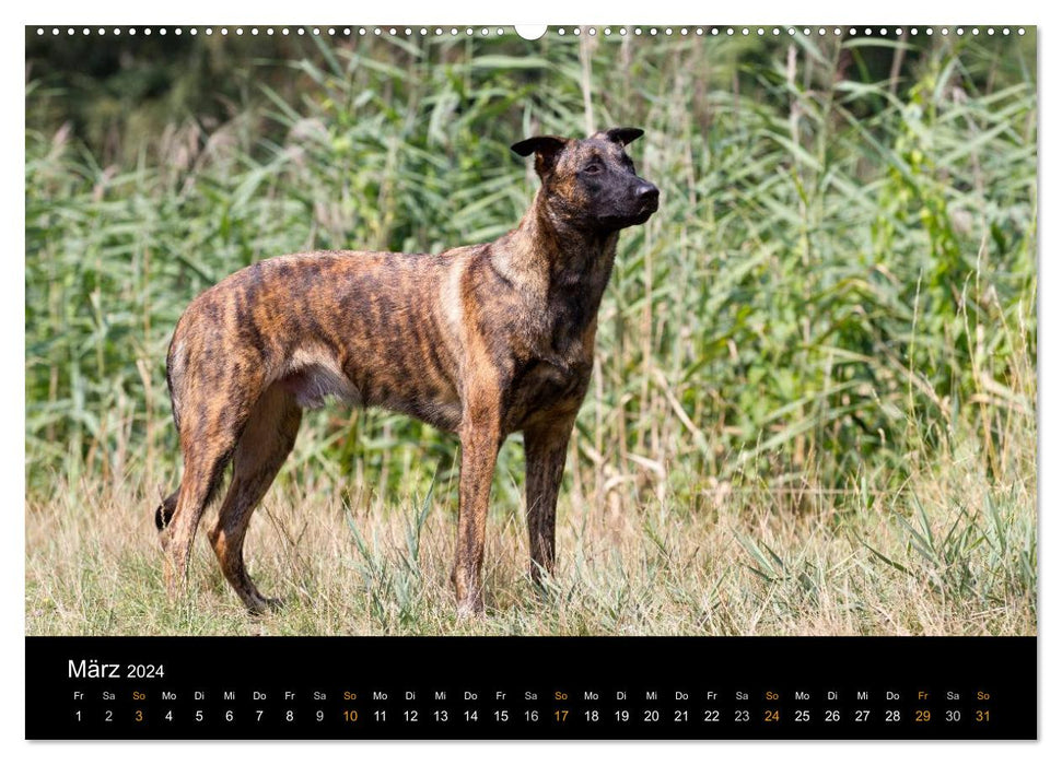 Holländischer Schäferhund (CALVENDO Premium Wandkalender 2024)