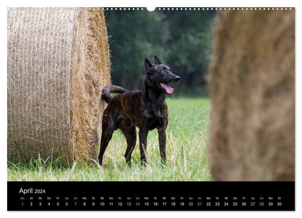 Chien de berger néerlandais (Calvendo Premium Calendrier mural 2024) 