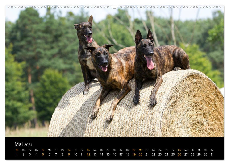 Dutch Shepherd Dog (CALVENDO Premium Wall Calendar 2024) 