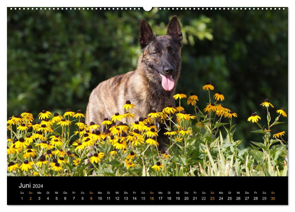 Dutch Shepherd Dog (CALVENDO Premium Wall Calendar 2024) 