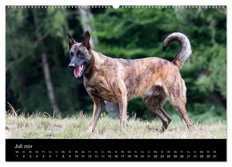 Chien de berger néerlandais (Calvendo Premium Calendrier mural 2024) 