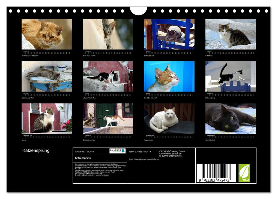 Katzensprung (CALVENDO Wandkalender 2024)